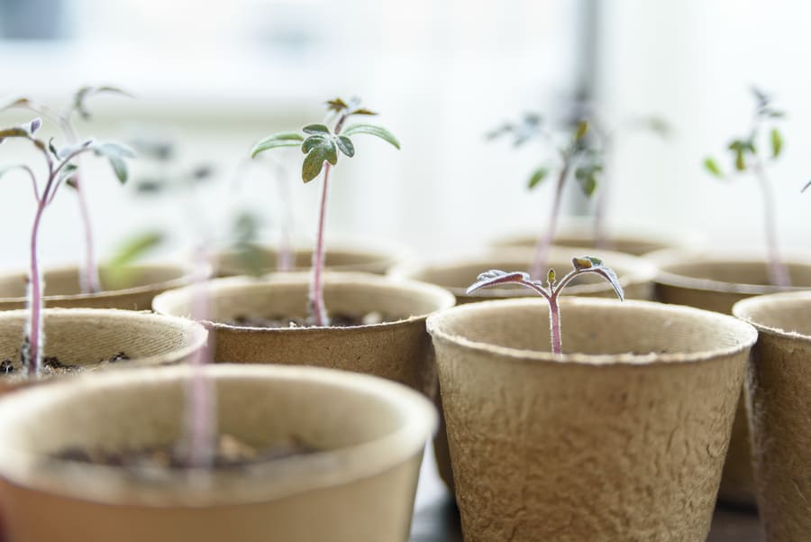 pots biodegradable materials